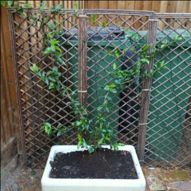 Star Jasmine
