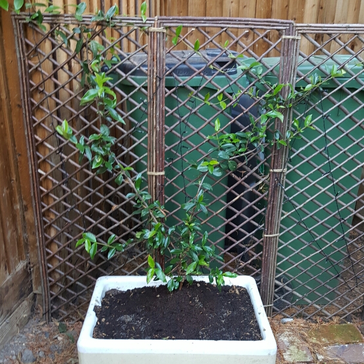 plant image 250477