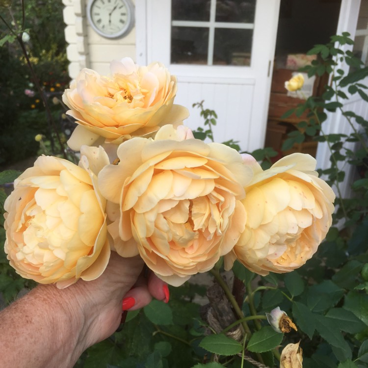 Plant image Rosa 'Golden Celebration'