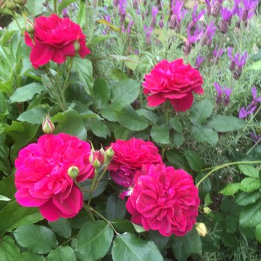 Christine's garden