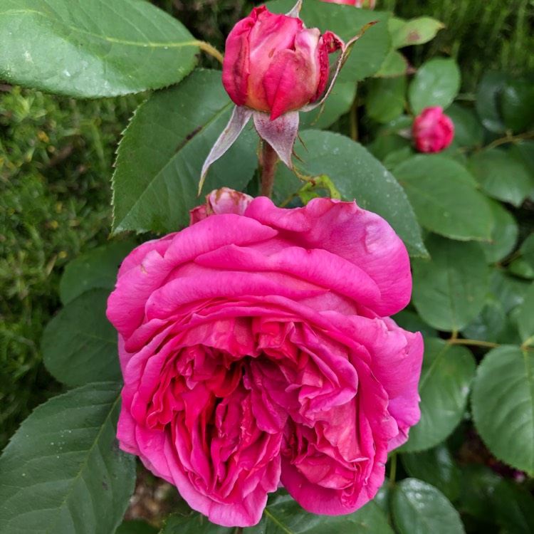 plant image 1325568
