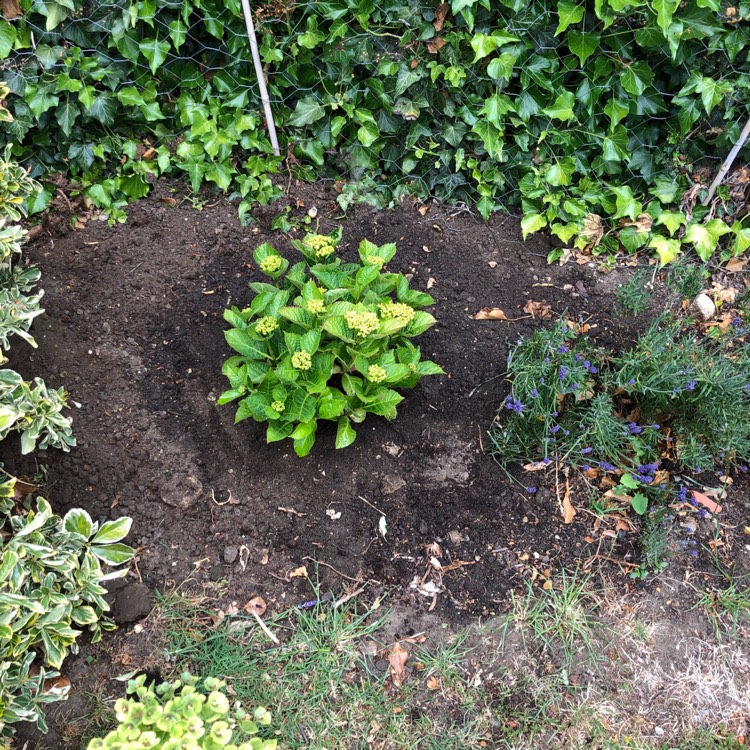plant image 1325877
