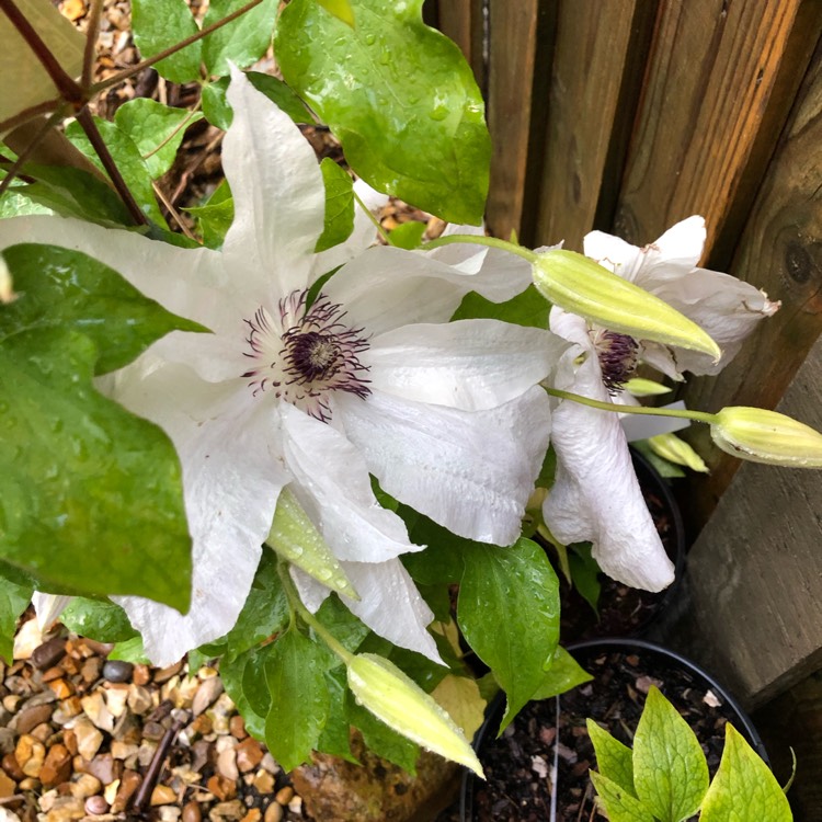 plant image 1325878