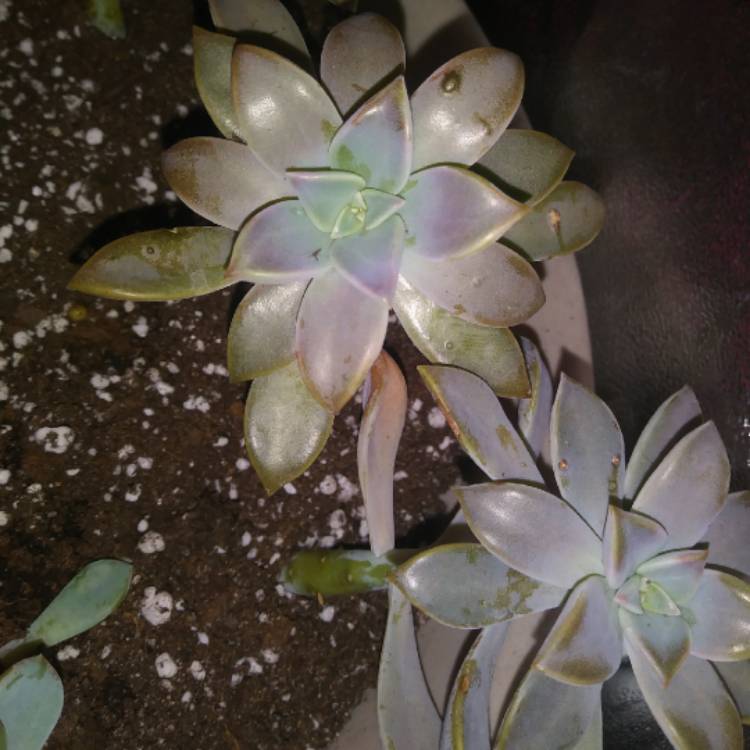 plant image 1196561