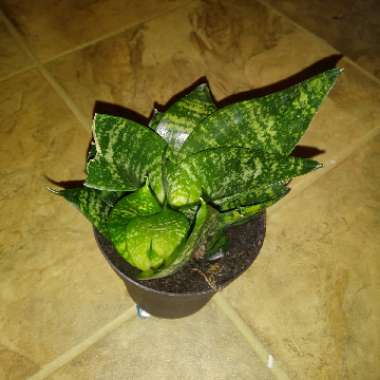 Sansevieria trifasciata Hahnii