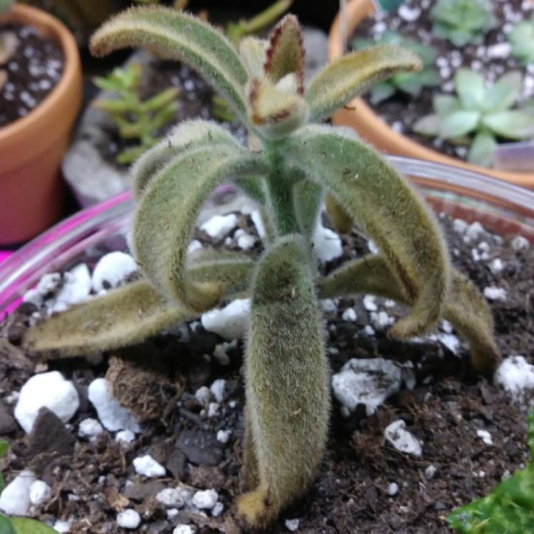 plant image 1196676 plant image 1196676