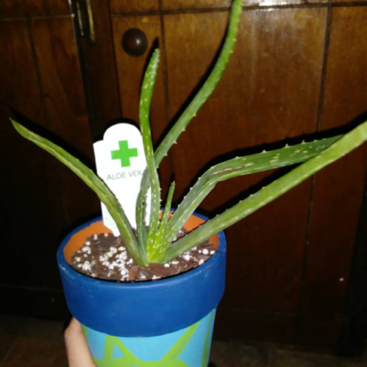 plant image 1196678 plant image 1196678