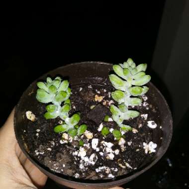 Sedum Burrito