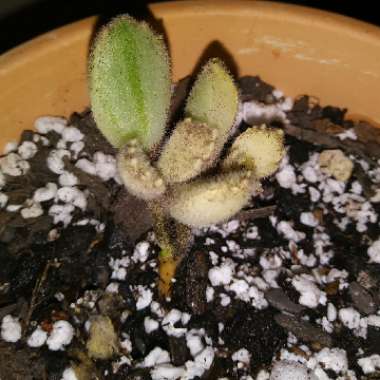 Cotyledon tomentosa