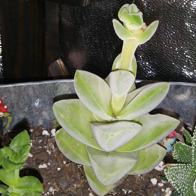 plant image 1199376 plant image 1199376