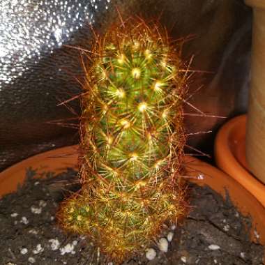 Mammillaria elongata 'Copper King'