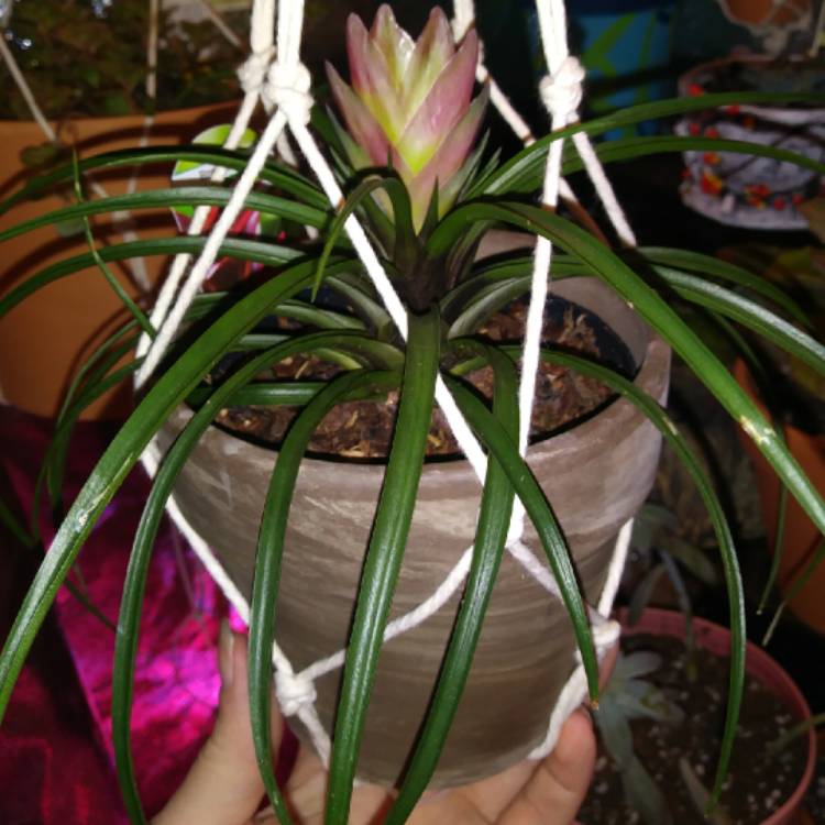 plant image 1199392