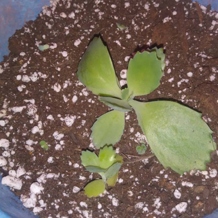 plant image 1200833 plant image 1200833