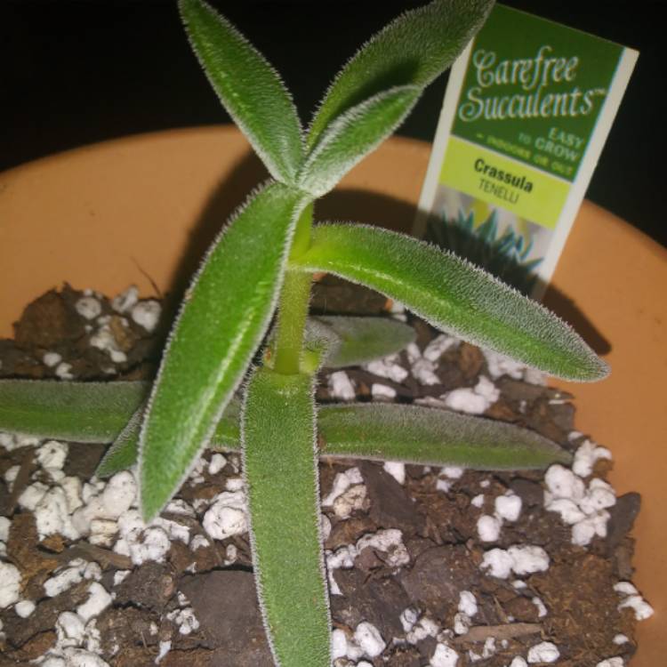 plant image 1200834