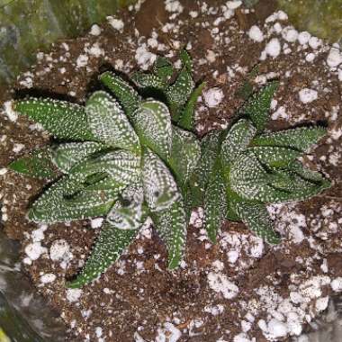 Tulista pumila syn. Haworthia pumila