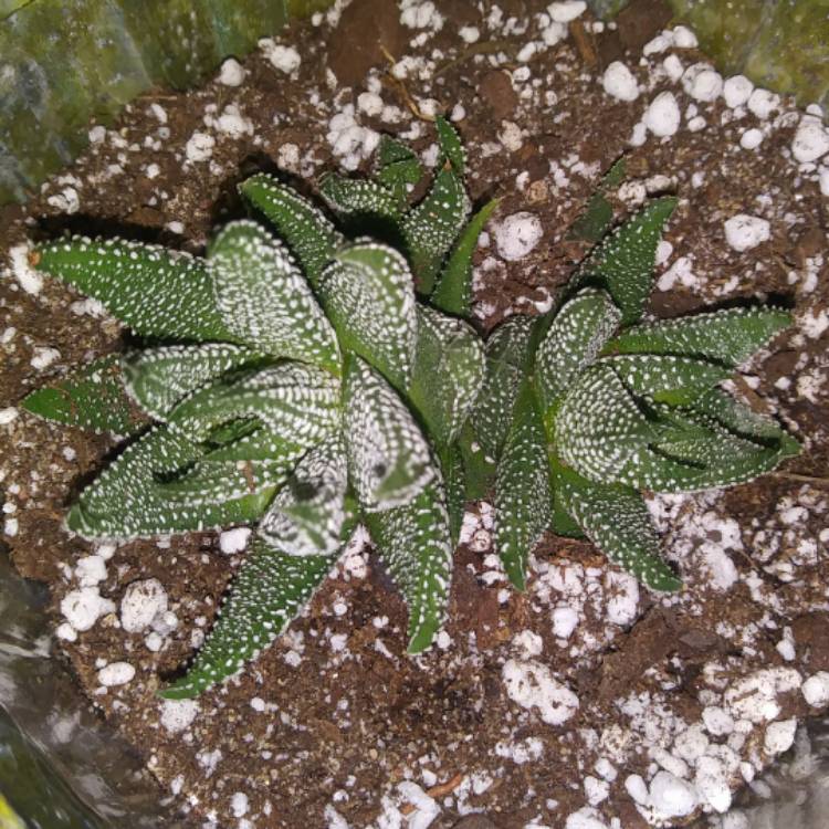 Plant image Tulista pumila syn. Haworthia pumila