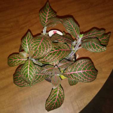 Fittonia Argyroneura 'Red Vein'