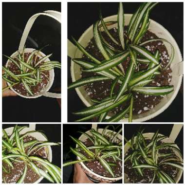 Chlorophytum