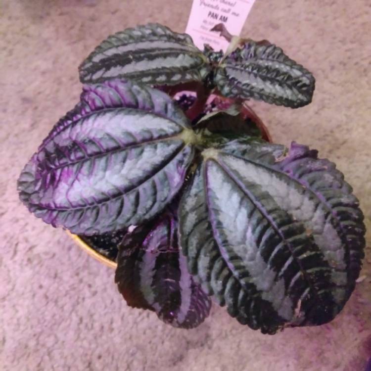 plant image 1205477
