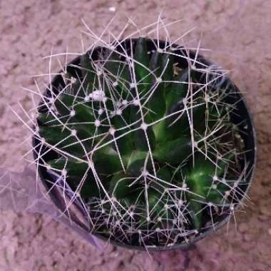 Mammillaria decipiens 'Camptotricha' syn. Mammillaria decipiens subsp. camptotricha, Mammillaria camptotricha