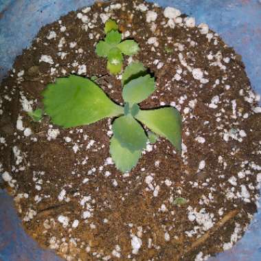 Kalanchoe laetivirens