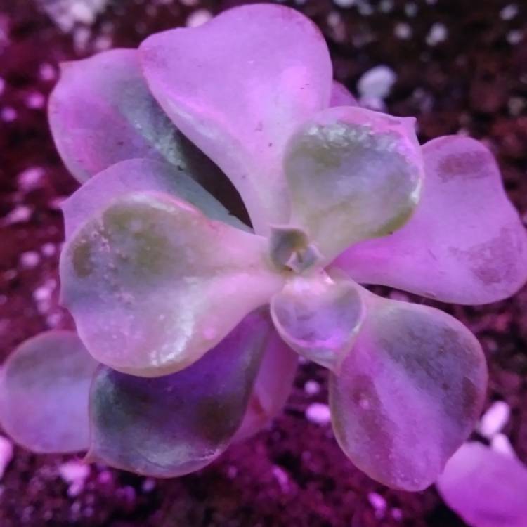 plant image 1205704 plant image 1205704