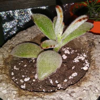 Kalanchoe tomentosa