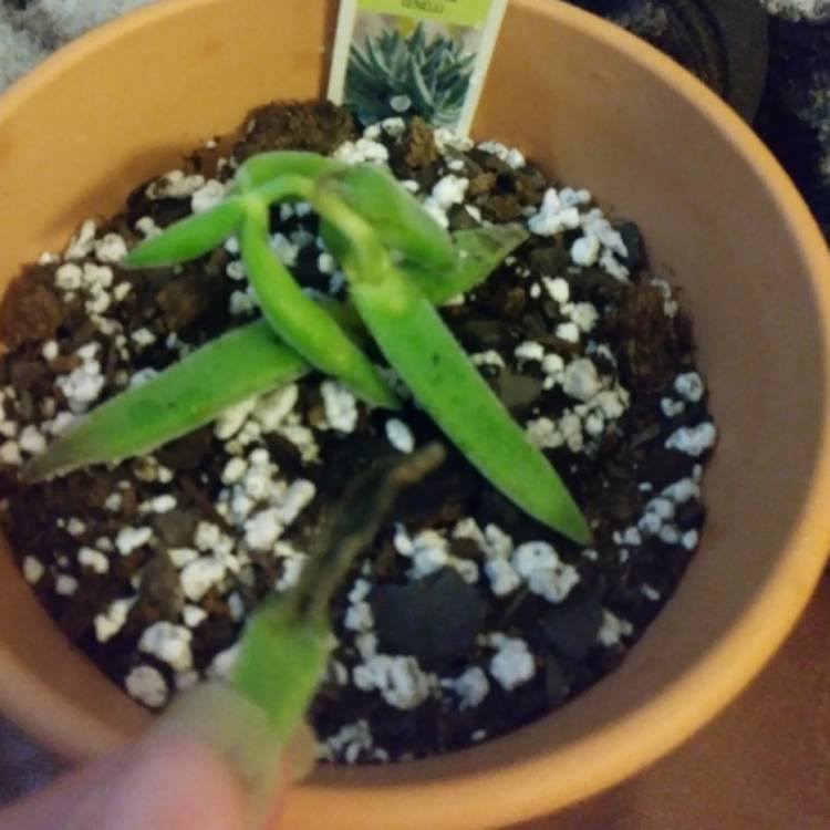 plant image 1205719