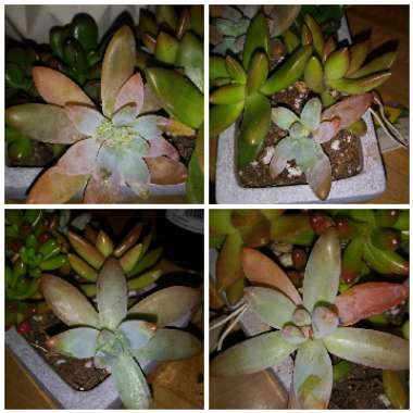 xGraptosedum Francesco Baldi