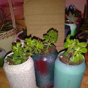 Portulacaria Afra