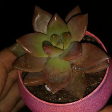x Graptosedum California Sunset