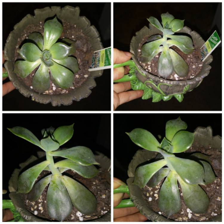 Plant image Echeveria Linda Jean