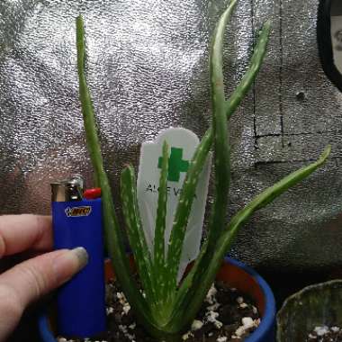 Aloe Vera