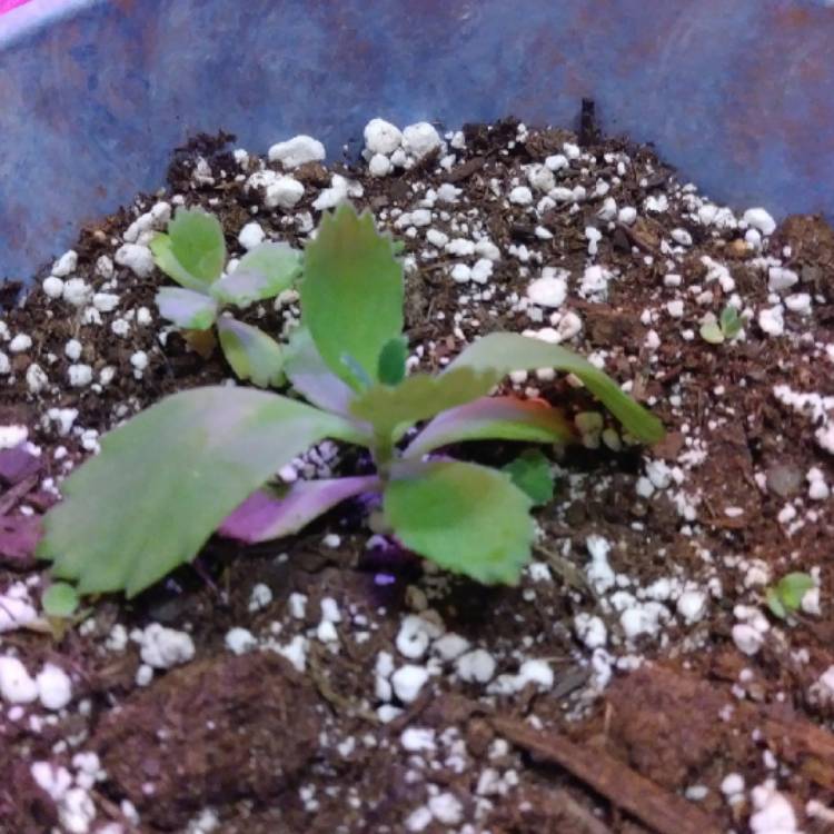 plant image 1207029 plant image 1207029