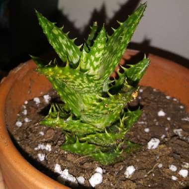 Aloe 'Juvenna'