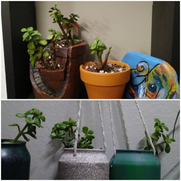 Plant image Portulacaria Afra