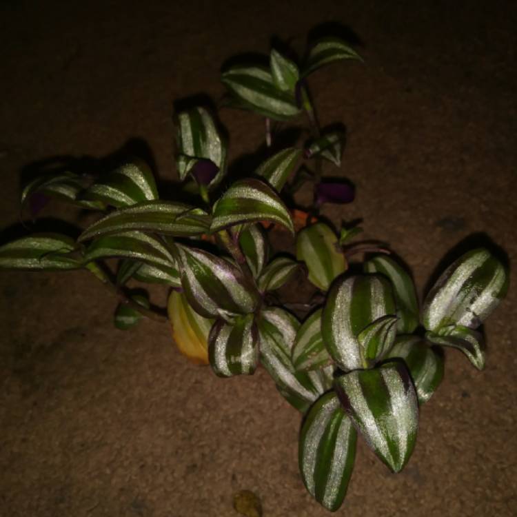 plant image 1207468