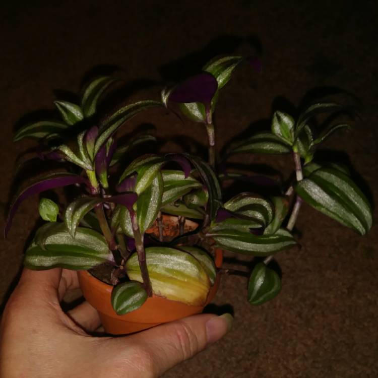 plant image 1207469