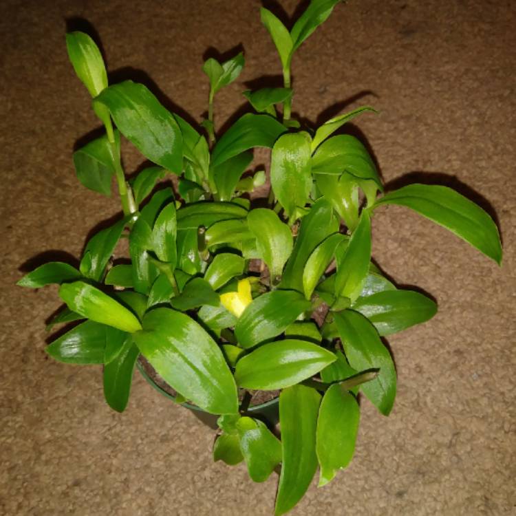 plant image 1207559