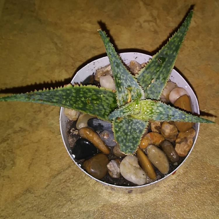 Plant image Aloe 'Christmas Carol'