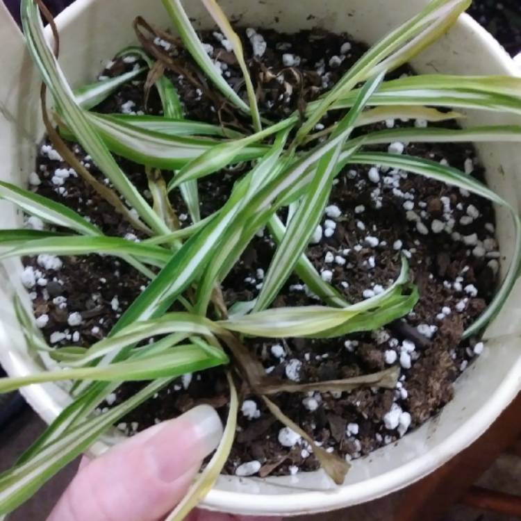 plant image 1210153