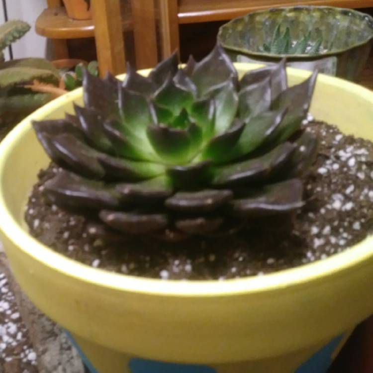 Plant image Echeveria Black Prince