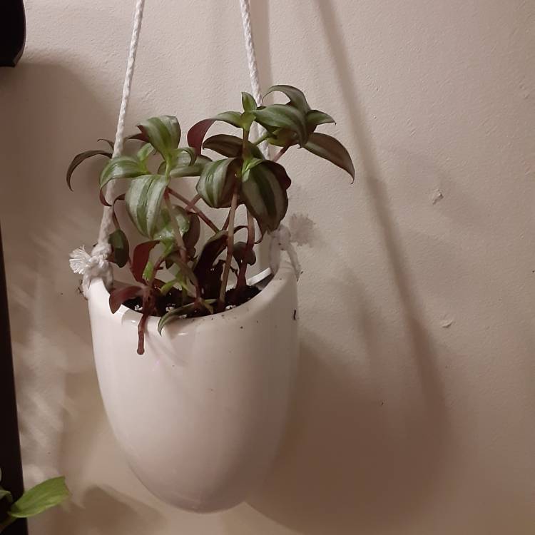 plant image 1213087