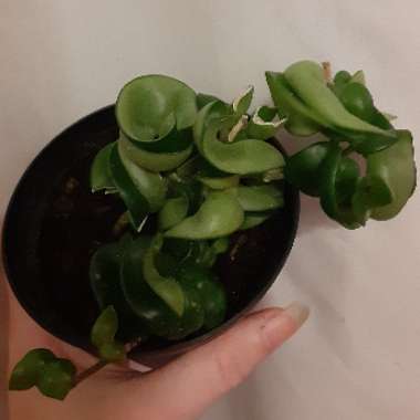 Hoya carnosa 'Compacta'