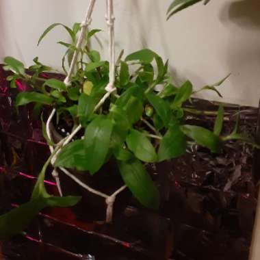 Tradescantia fluminensis
