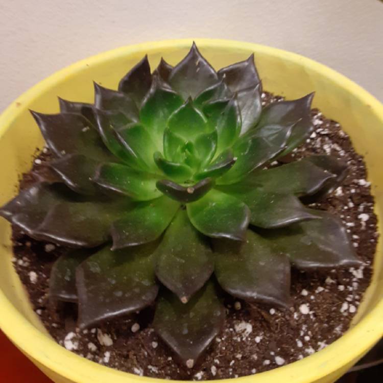 plant image 1215210 plant image 1215210