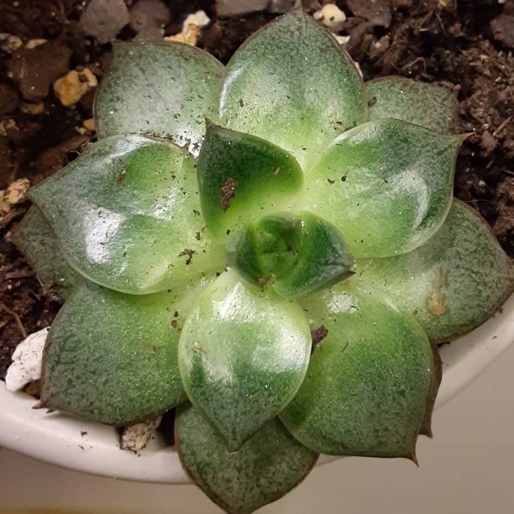Plant image Echeveria Purpusorum