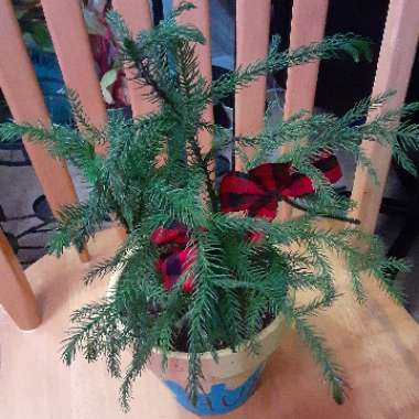 Araucaria heterophylla