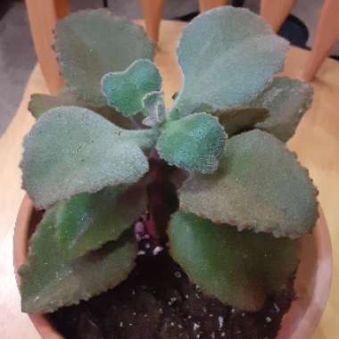 Kalanchoe Beharensis Fang