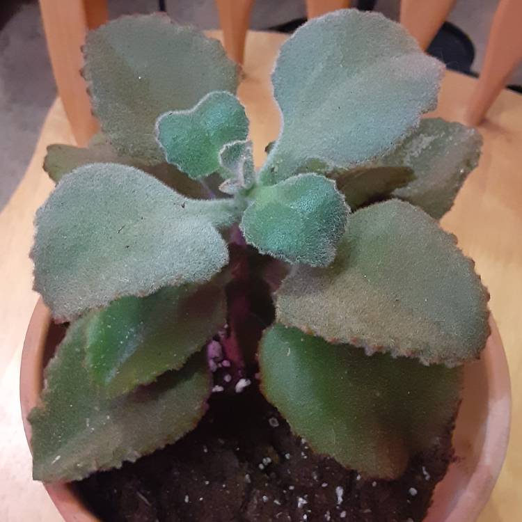 Plant image Kalanchoe Beharensis Fang